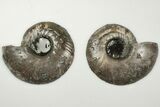 3.7" Cut & Polished, Pyritized Ammonite Fossil - Russia - #198343-1